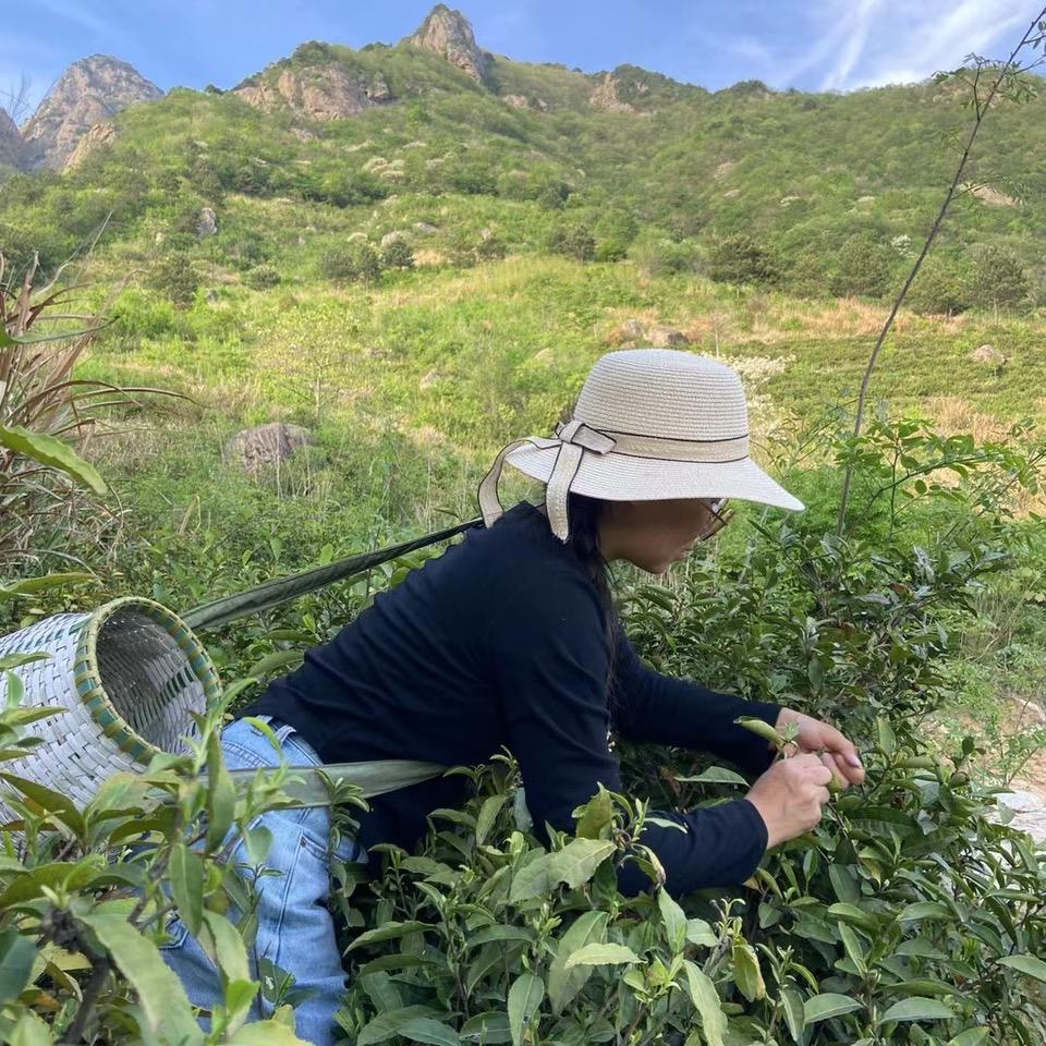 安徽望禾茗茶叶