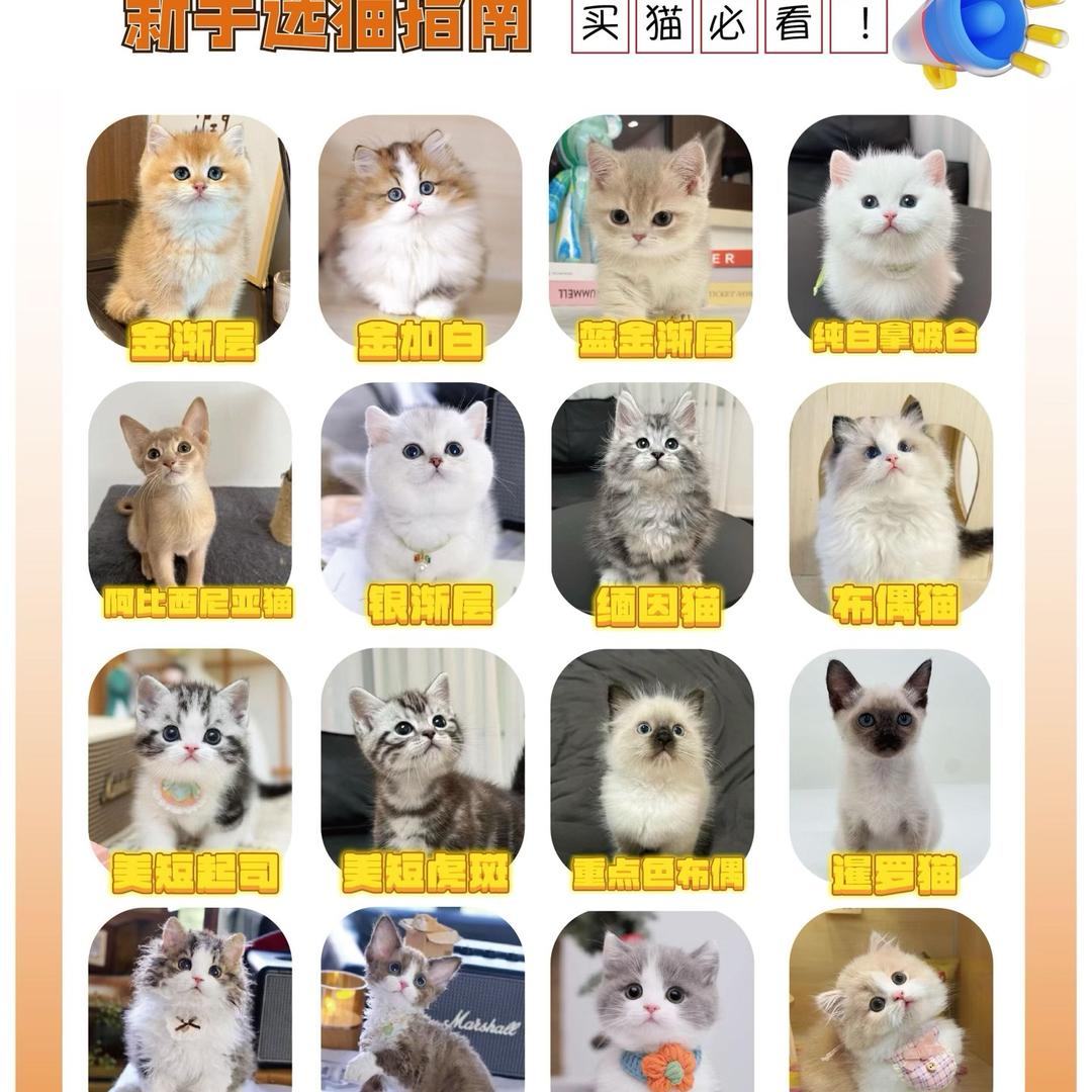 萌宠小喵喵