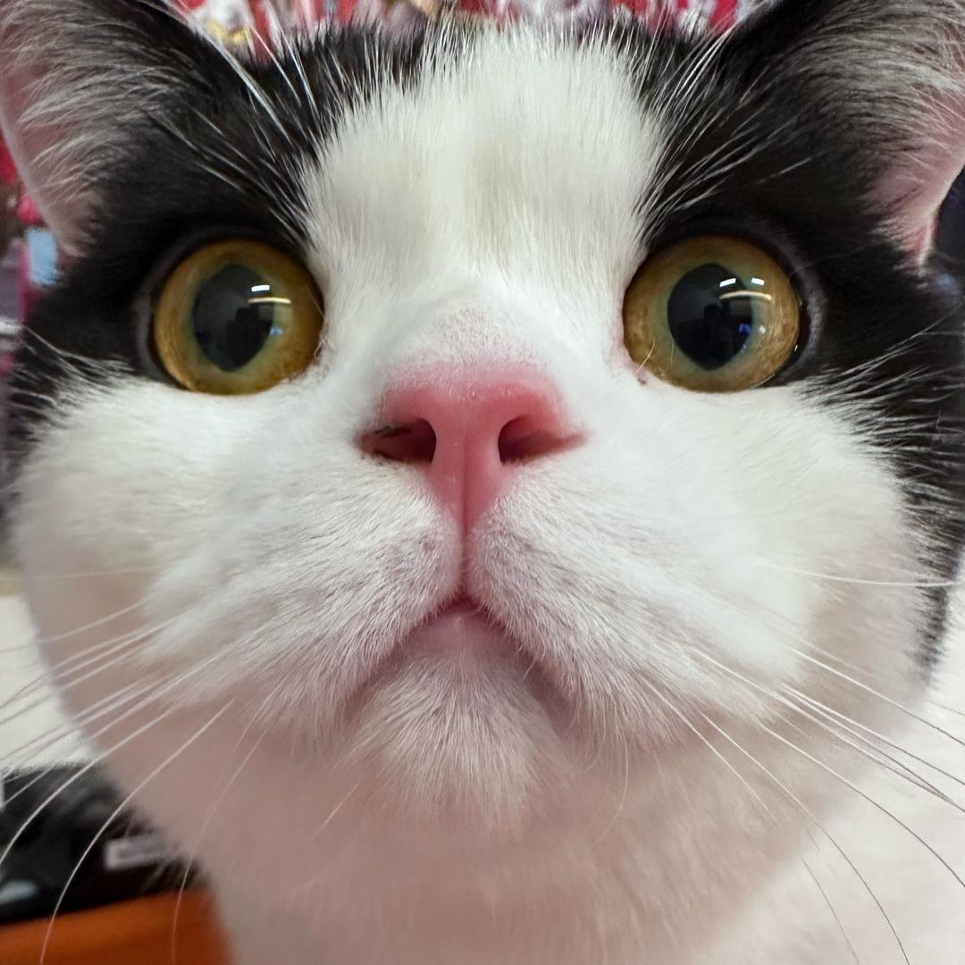 钰钰好吃鱼