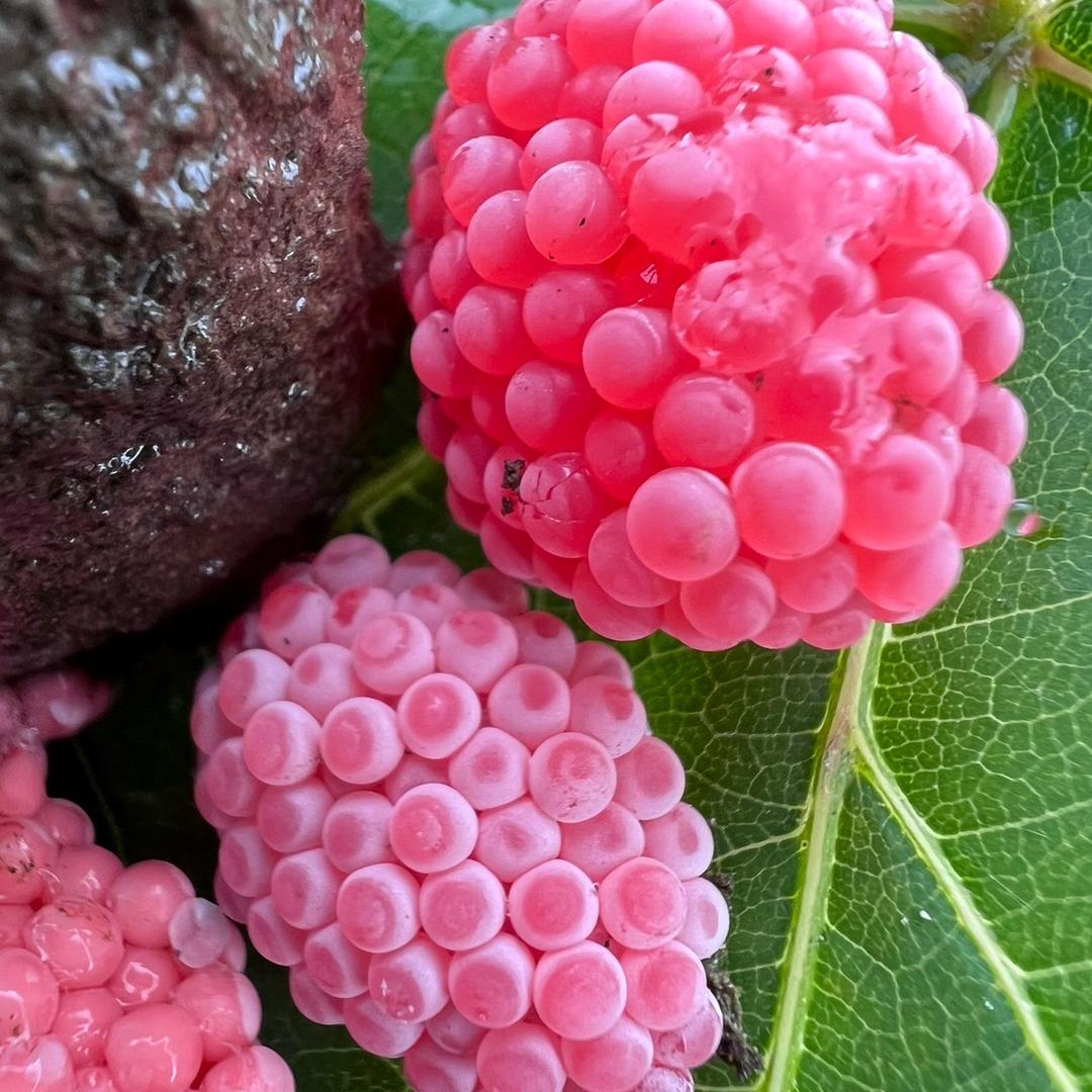 小小福寿螺卵