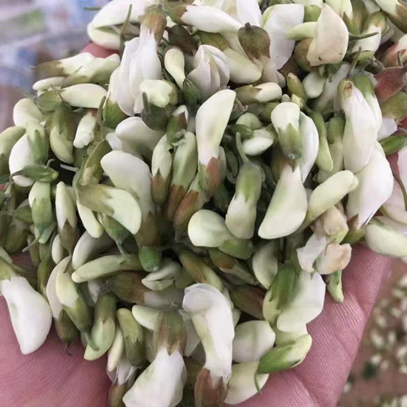 大山里的槐花