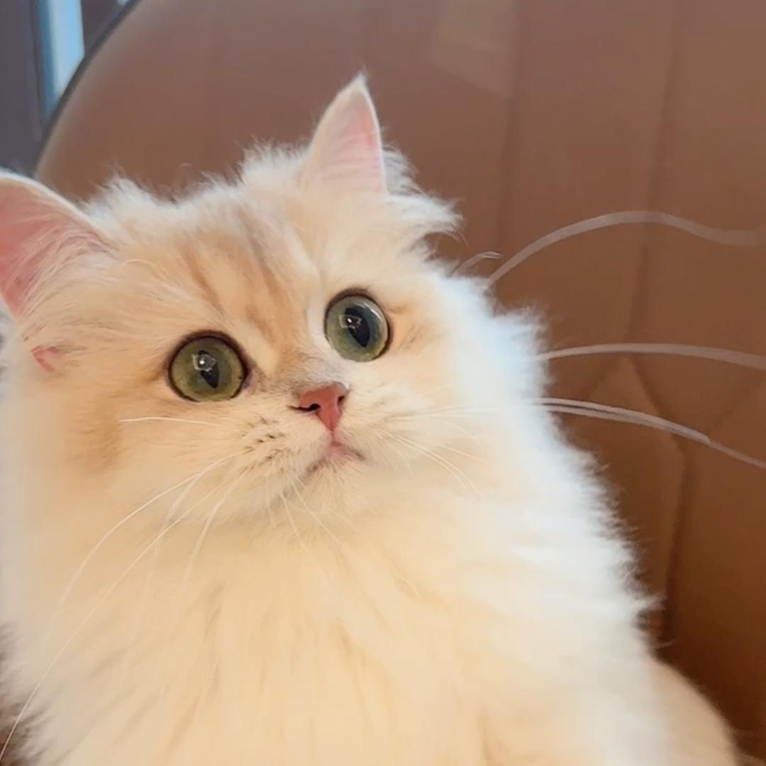 安妮🐱英短家庭猫舍