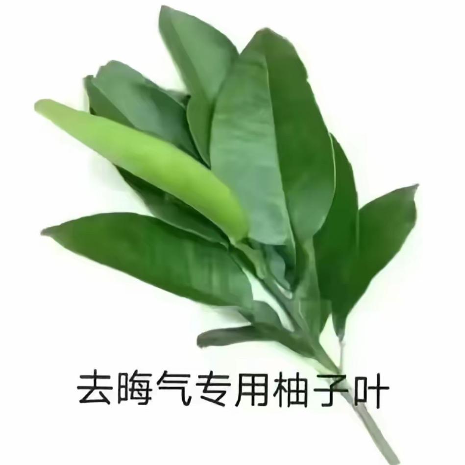 🥥 ✌︎︎• ◡•𝕪𝕖𝕖