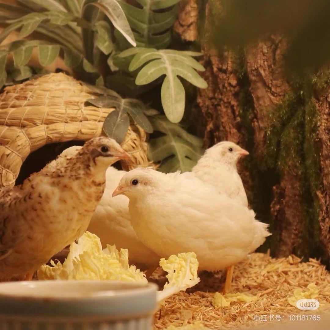 萌宝芦丁鸡（山东青岛）