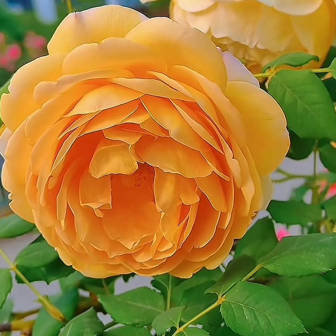 龙涛文化农产品供应链