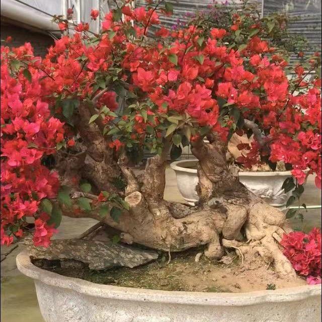 同美三角梅