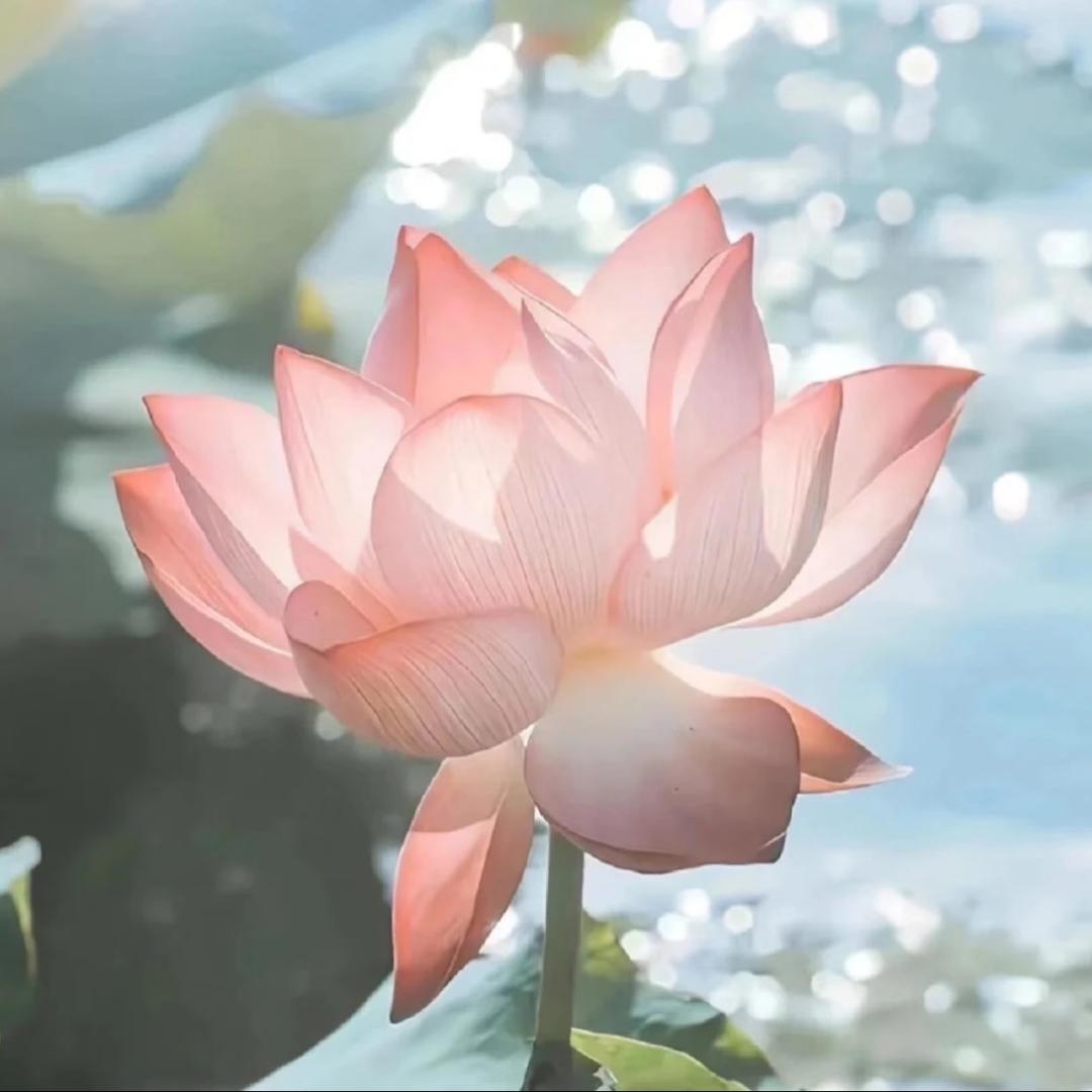 荷花🪷