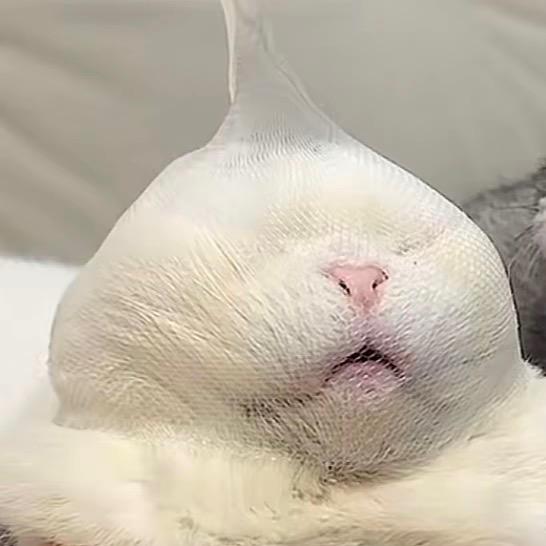 糖醋排骨