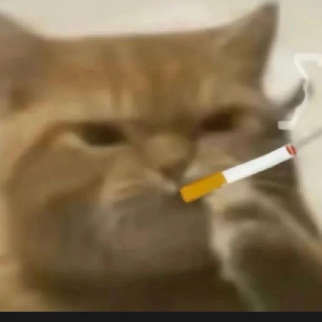 六百是只猫