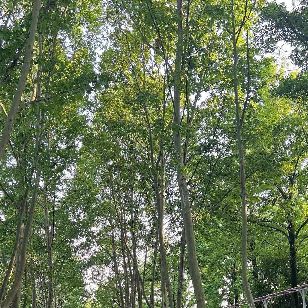 🌲