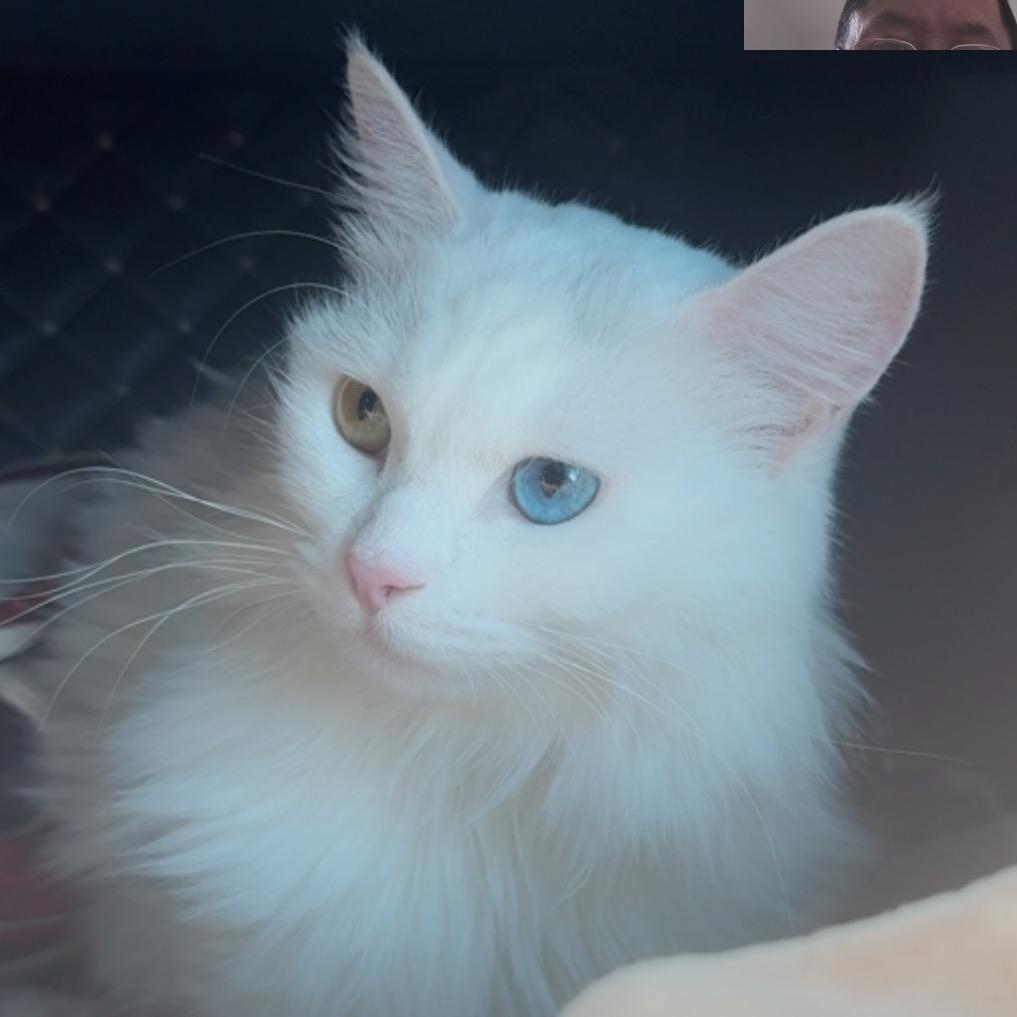 爱he拿铁的猫.M
