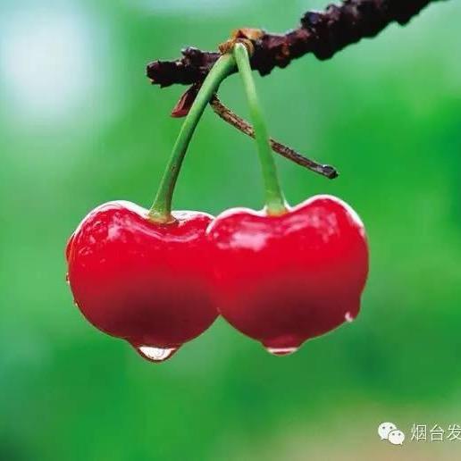 水萝卜涛哥