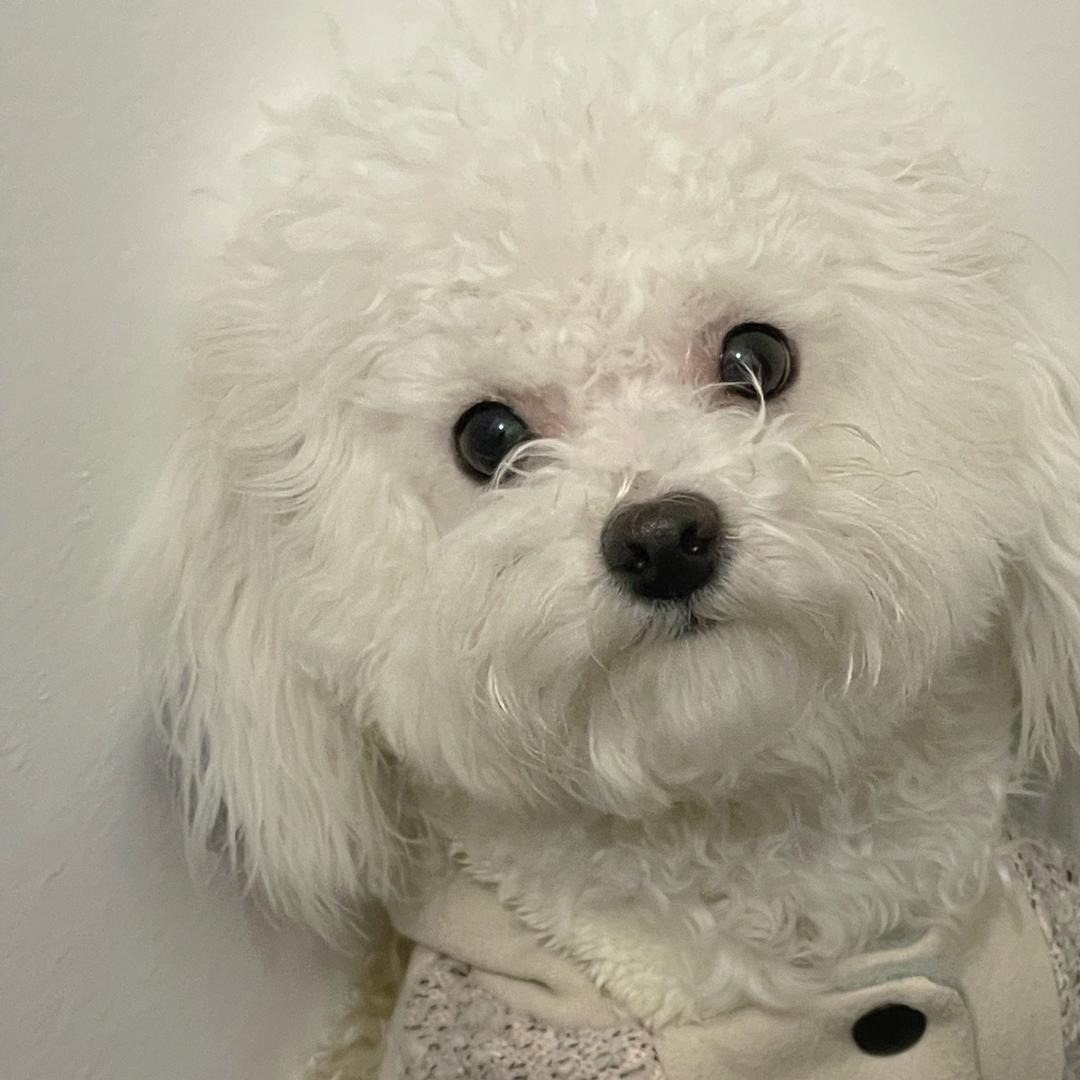 夹心饼干🍪🍪