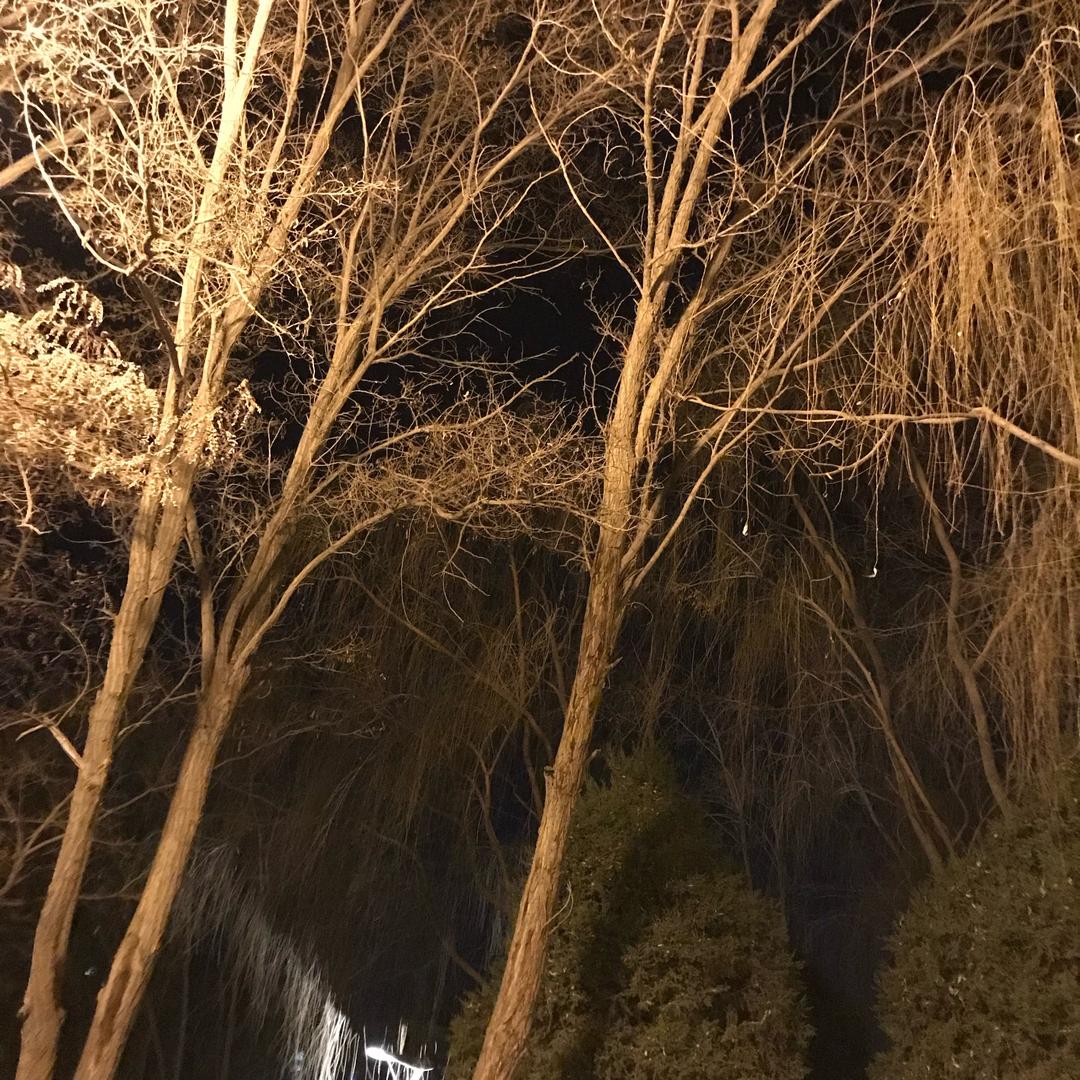 紫米年糕味的叶子🍃