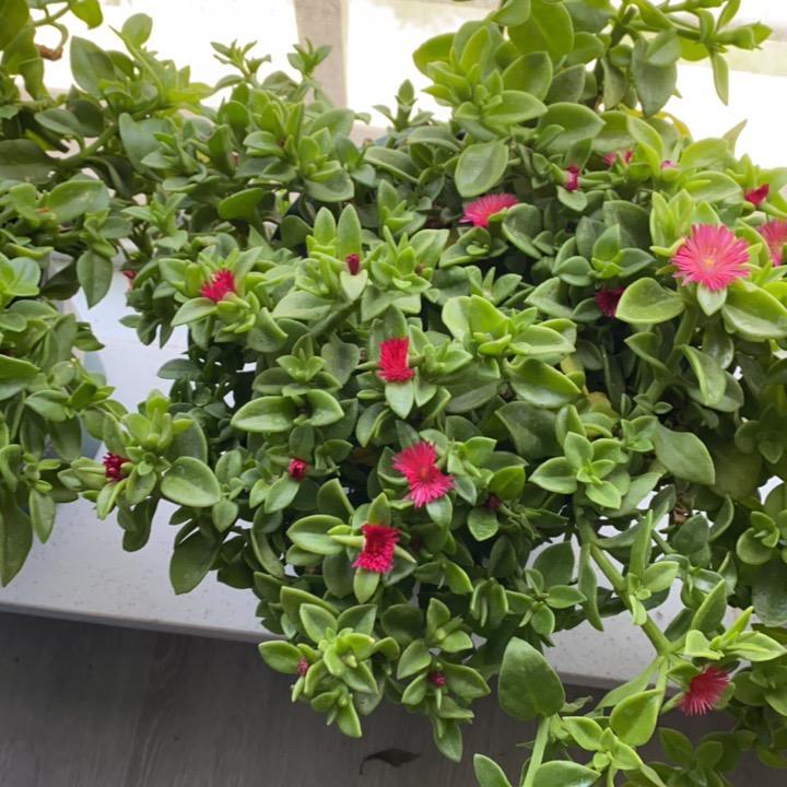 北极星花园