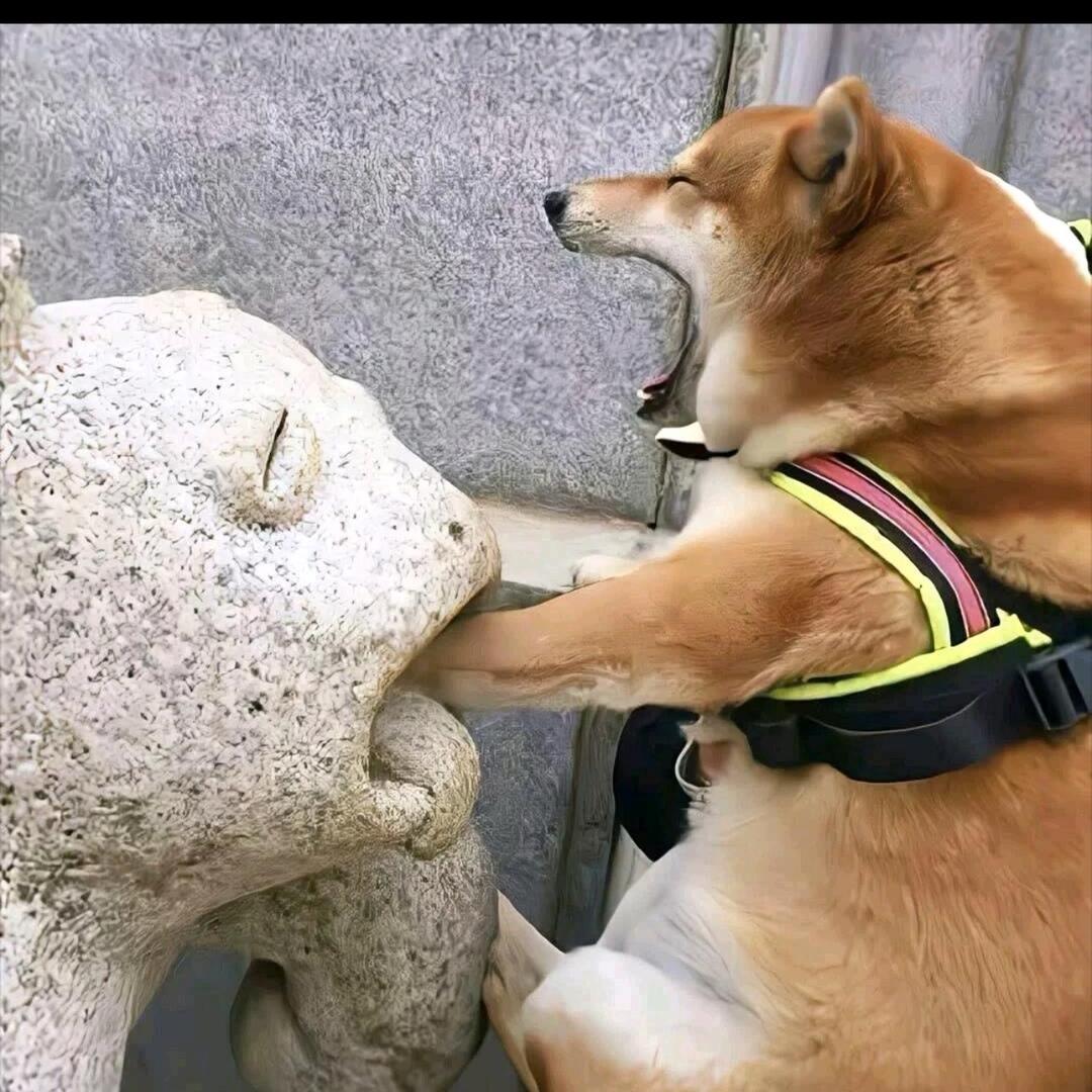 巷子里的猫。