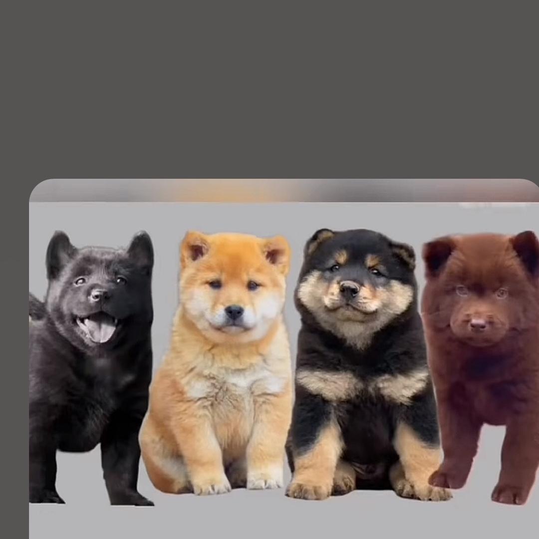 广东田园犬砖家