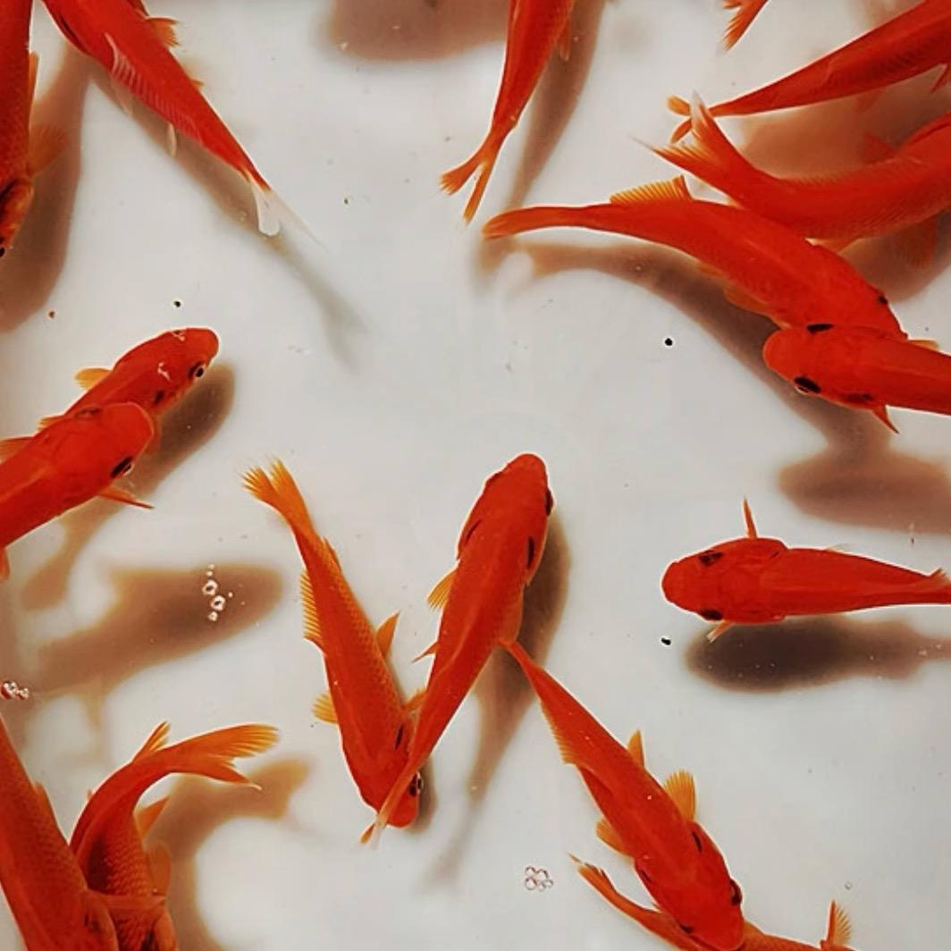 钦灵鱼苗水产养殖