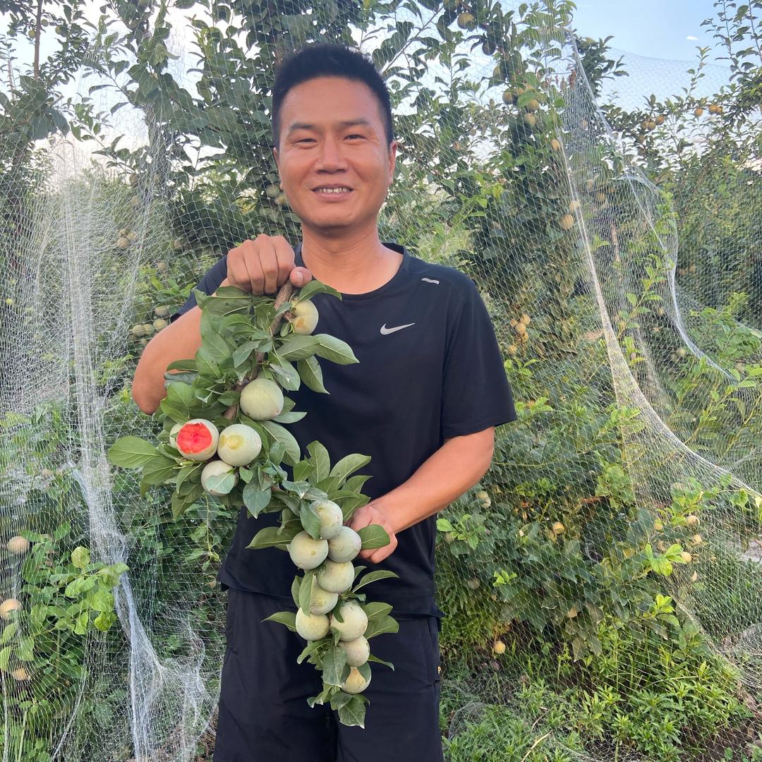 陕西杨凌杏洋苗木示范基地