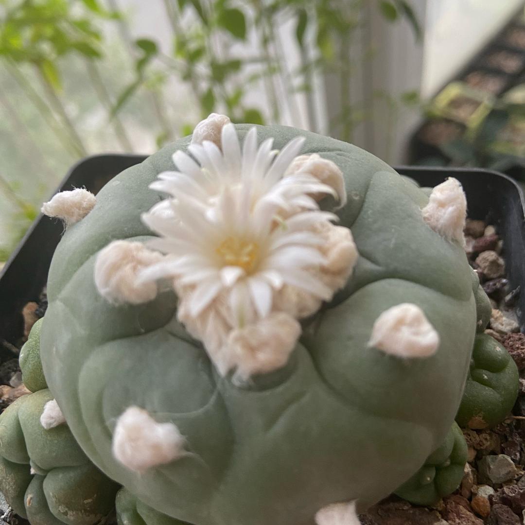 兰泽多芳草