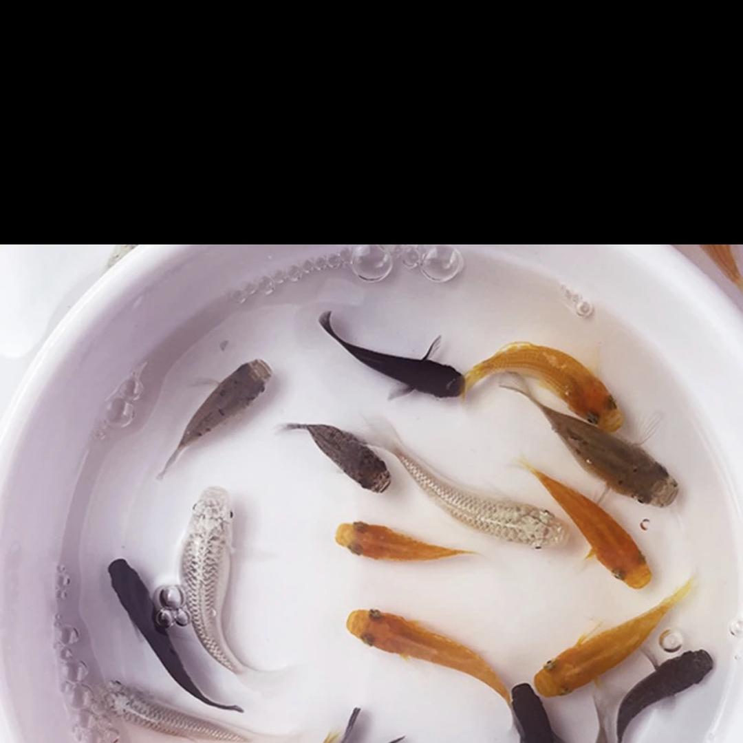 非凡水族馆
