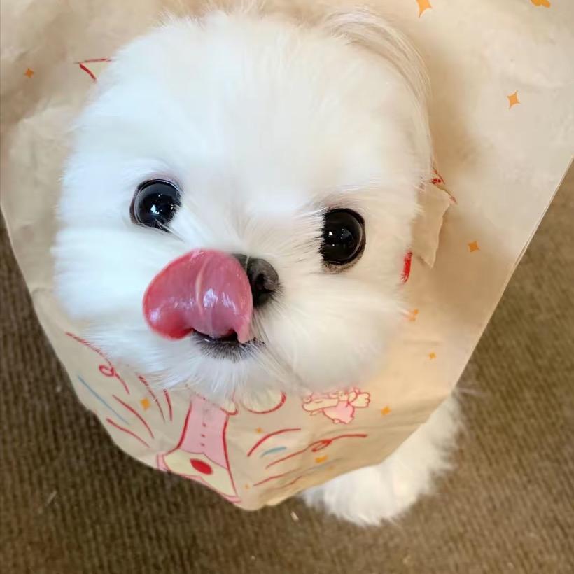 冉冉子
