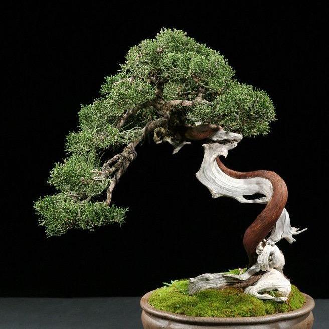 麒润盆景园艺