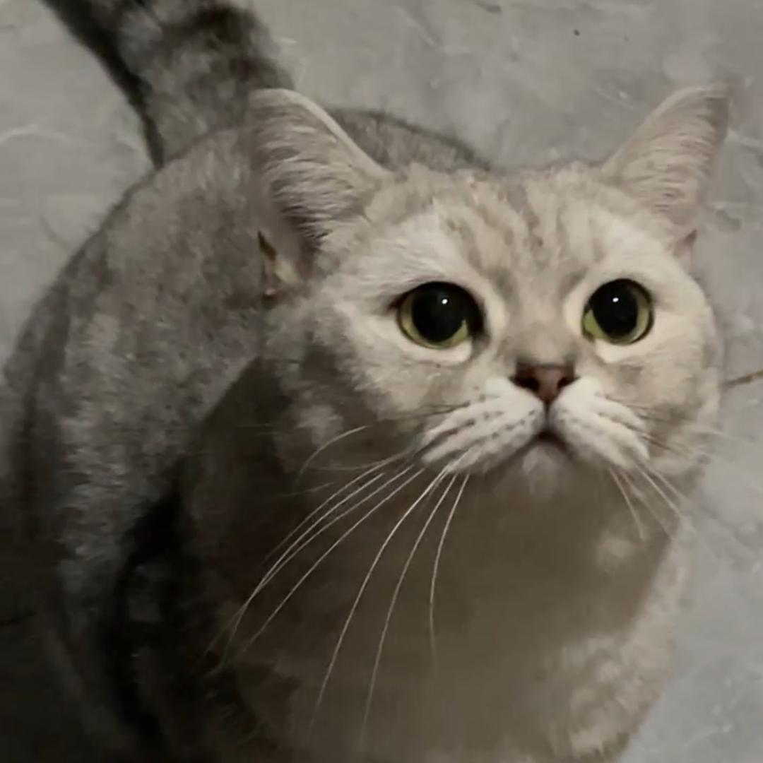 贝贝是只猫🐈