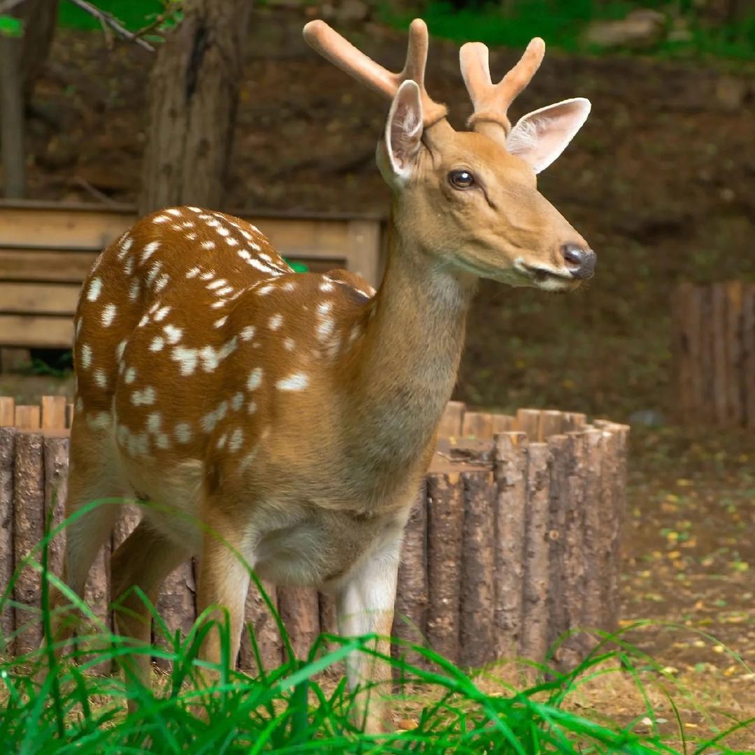 🦌·小洋baby