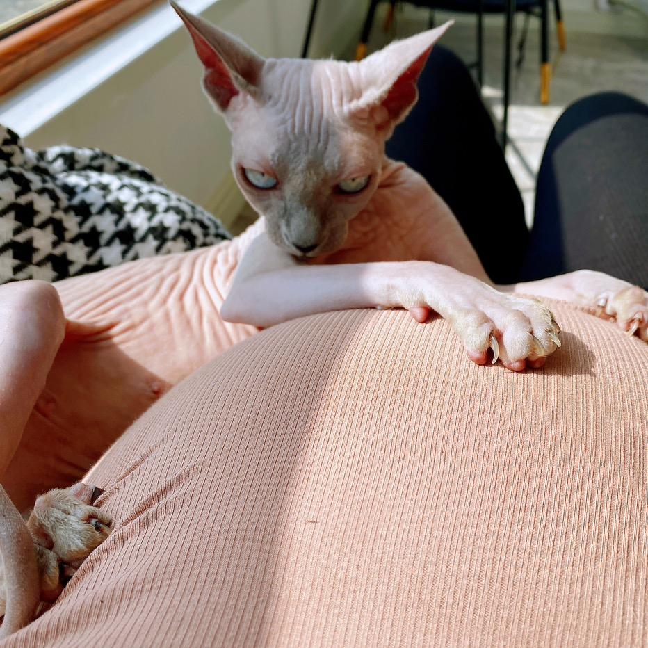 巷子里的猫