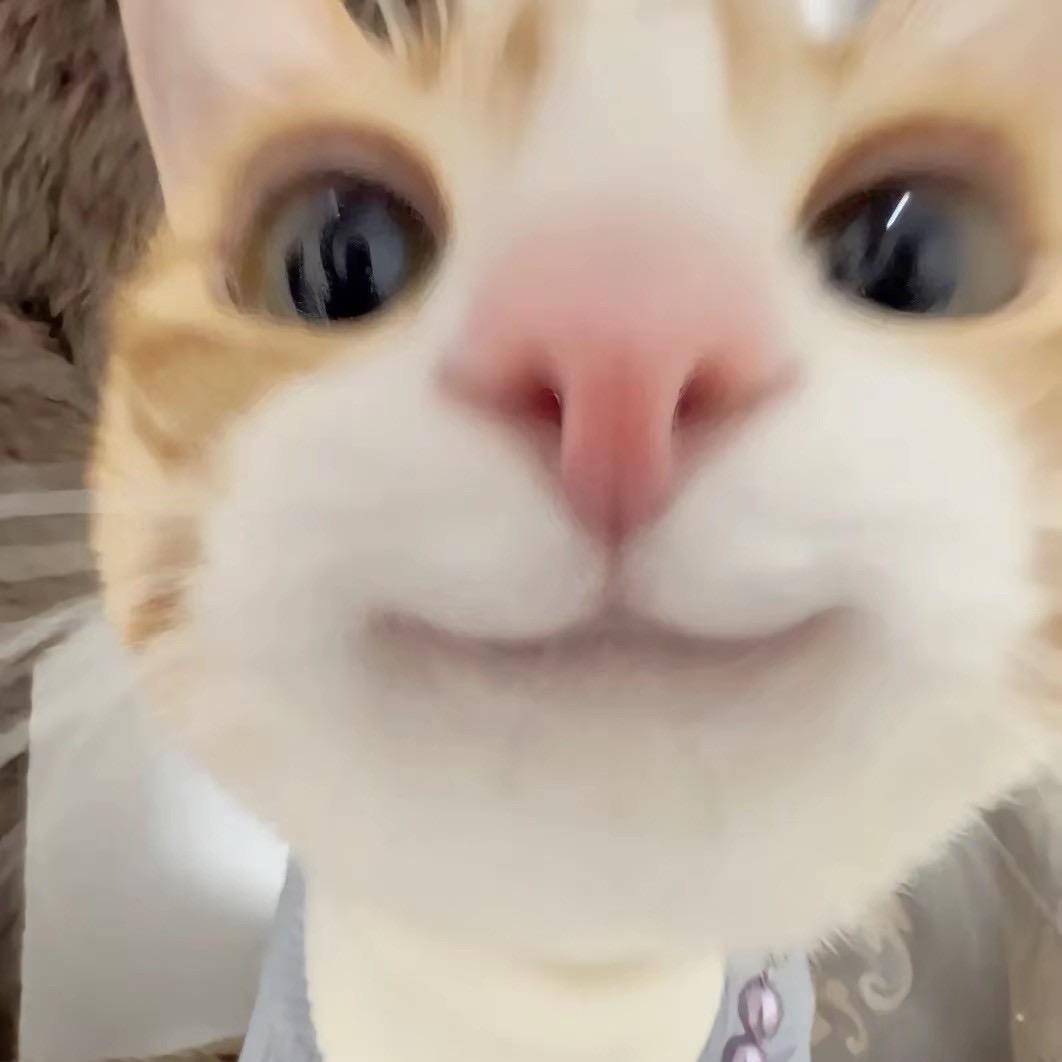 甜不过喵