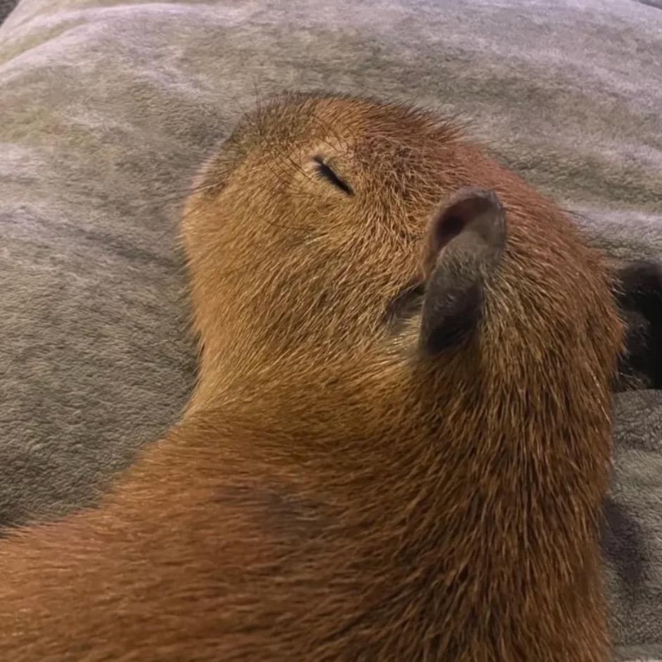 睡了不想