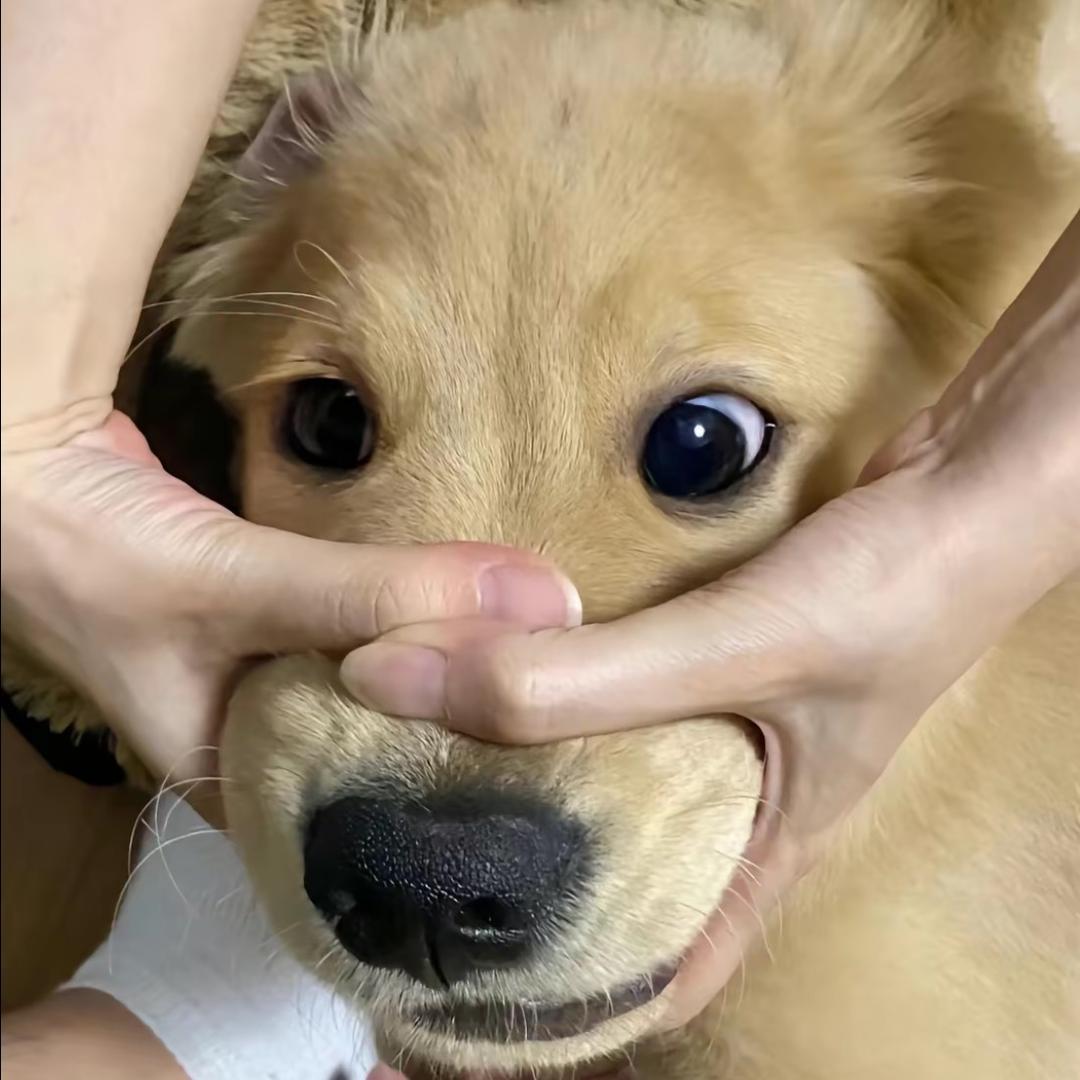 支吾猪.