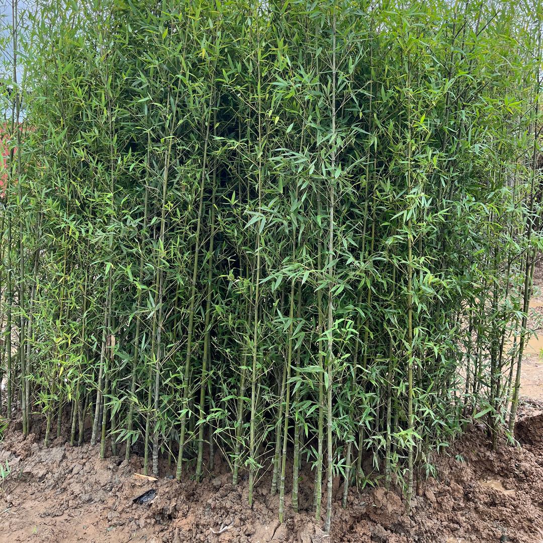 紫竹苗甄选
