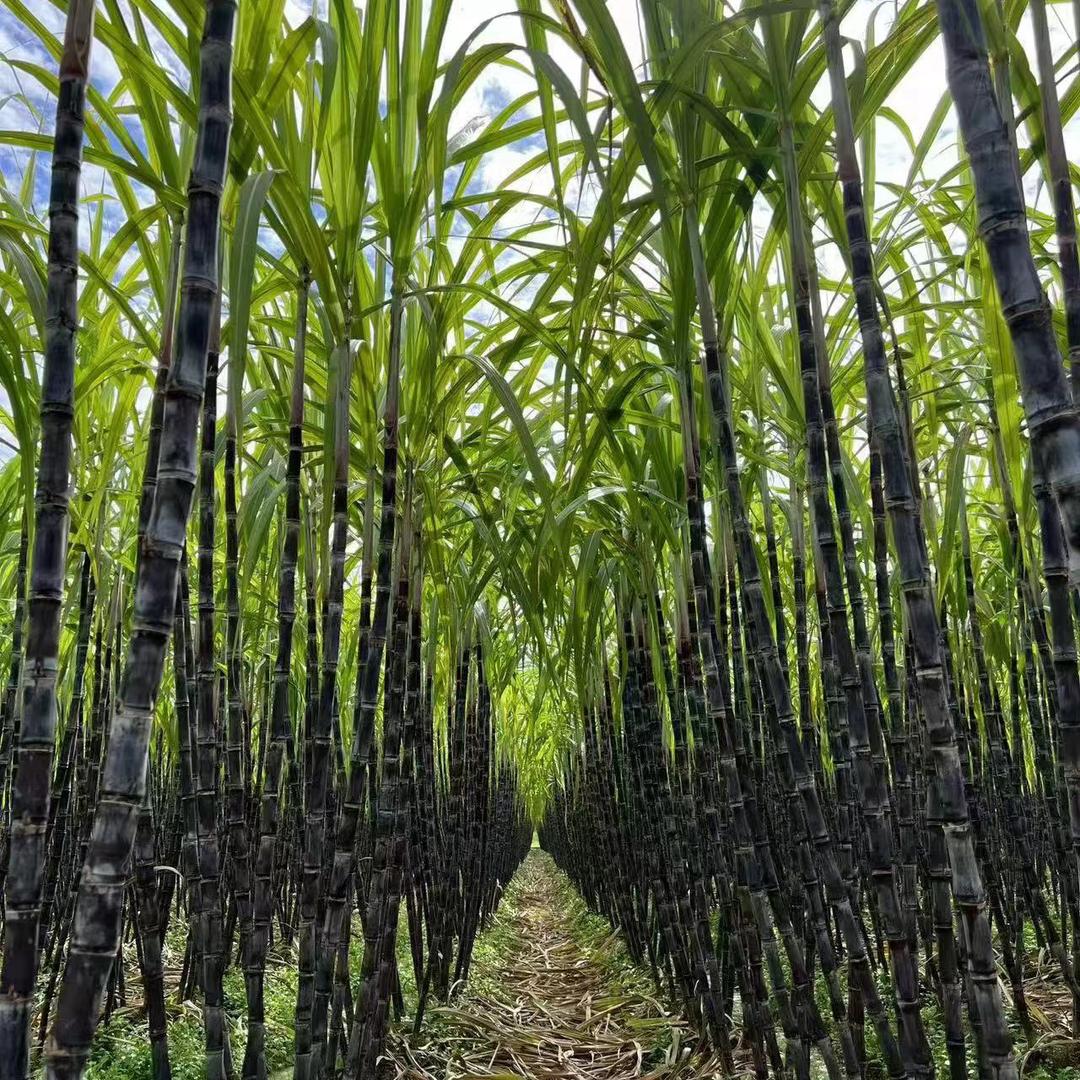 广西权叔农副产品