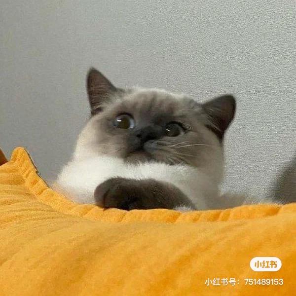 老乔是个臭狐狸