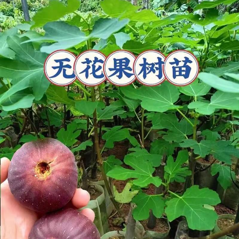 曼花卿佑明果树苗木专卖店