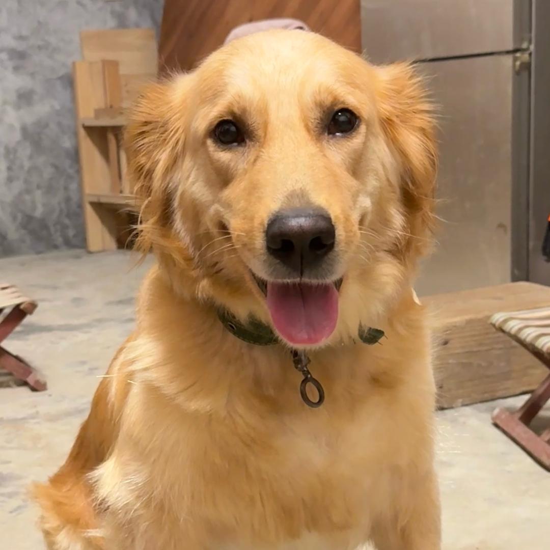 土豆不是洋芋子