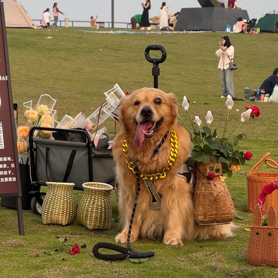 金峰镇流浪狗之家