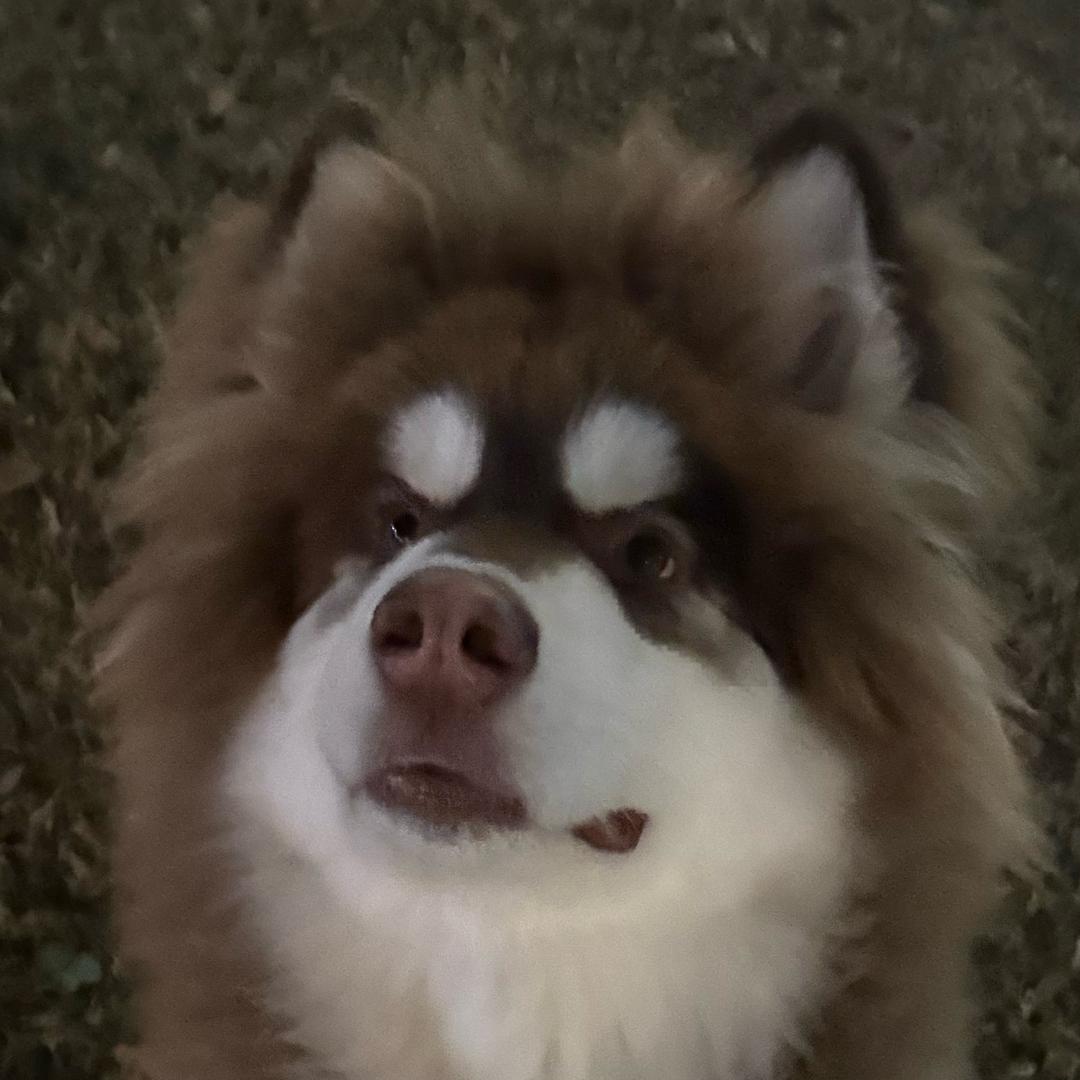 嘟嘟不肉🐾