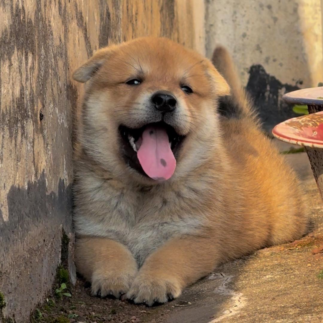 国犬驿站