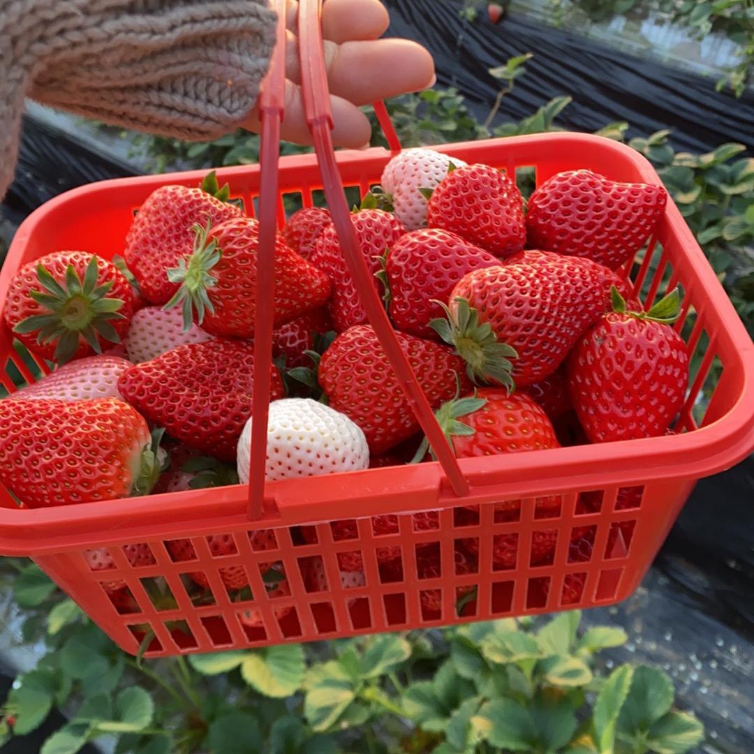 小燕子九九奶油草莓🍓采摘园