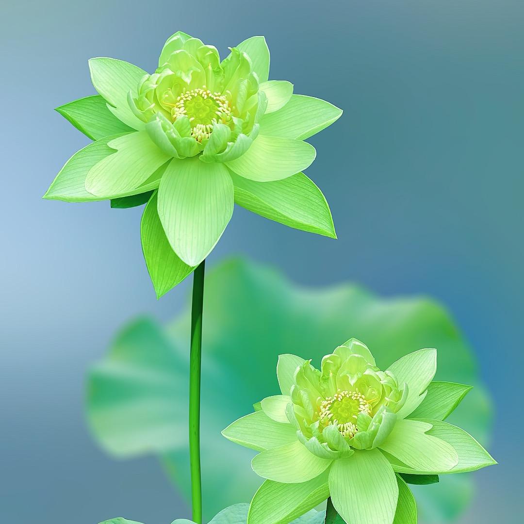 心静
