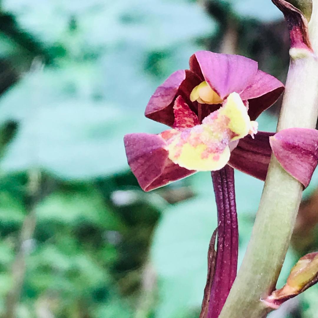 芮 宇 花 卉