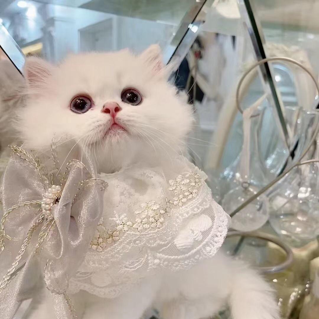 好大猫的猫