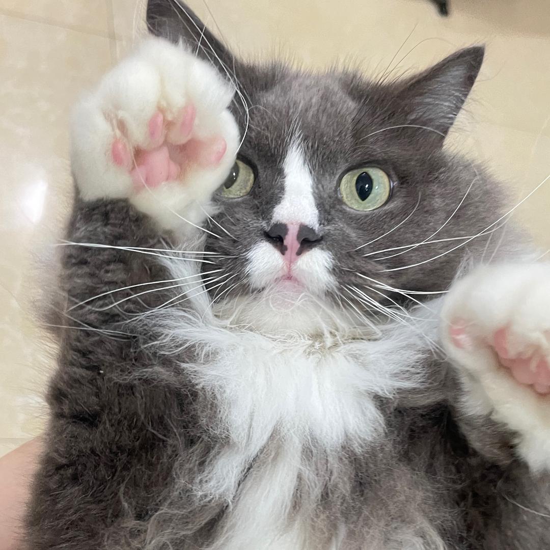 叮铛啦
