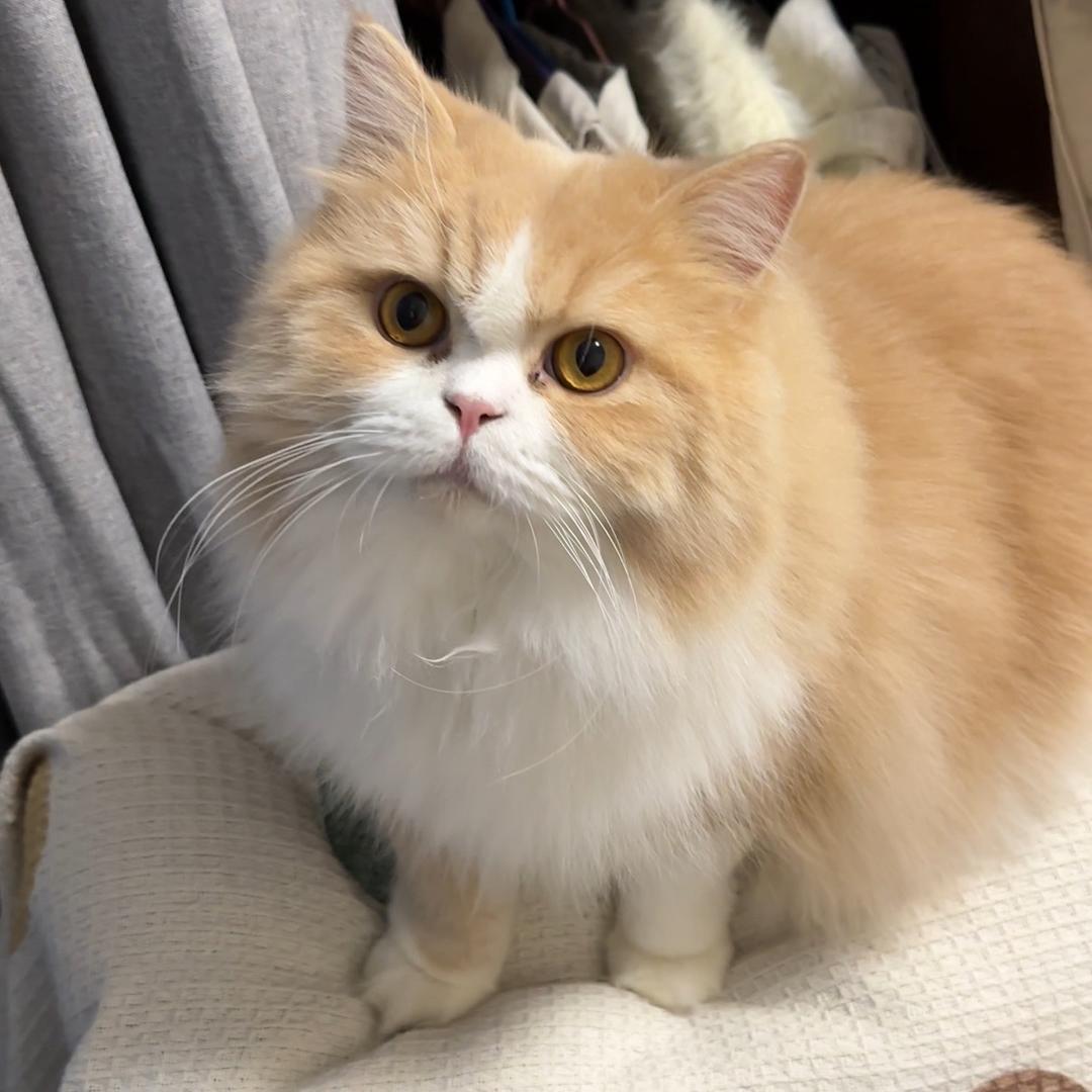 刹不住车的猪咪
