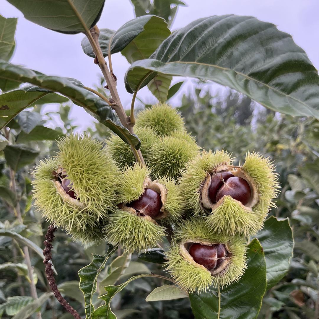 凯杉苗木果树苗木专营店2号