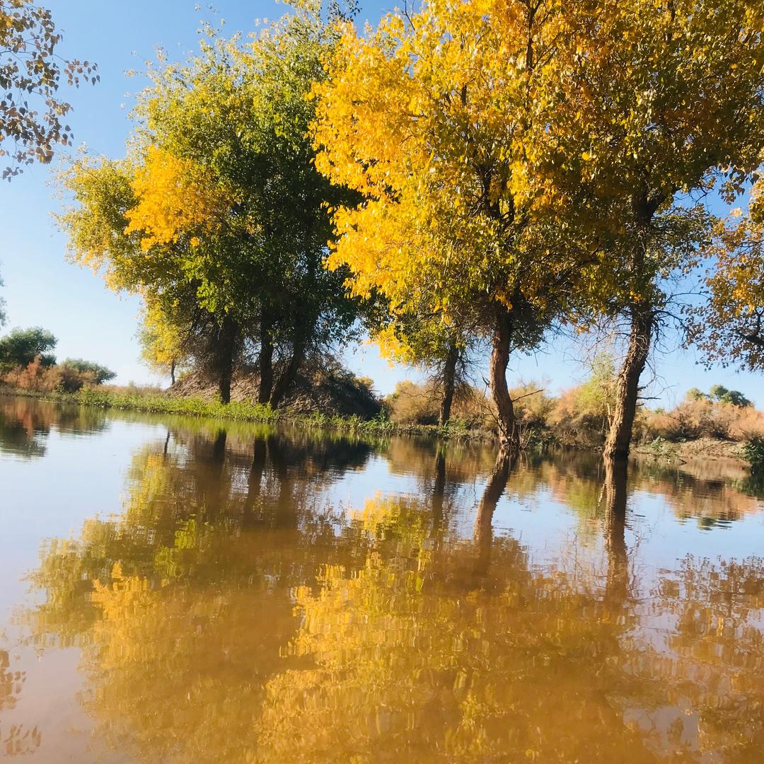 心有初心那只喵