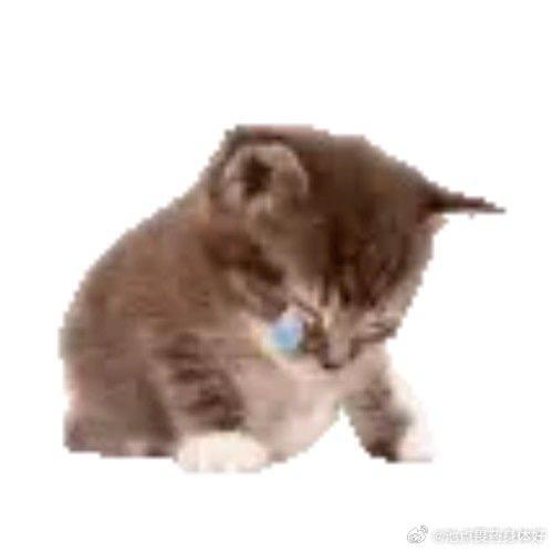 噜噜猫